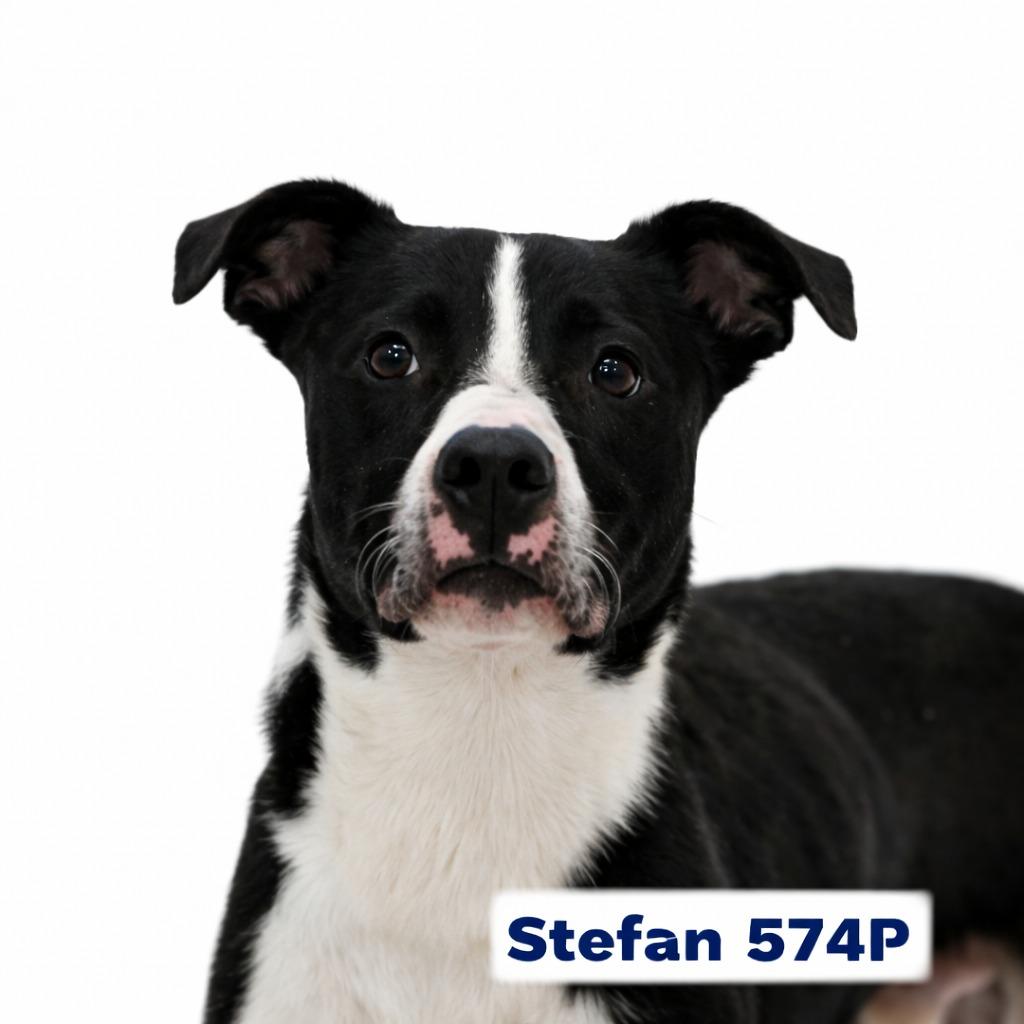 Stefan, Adoptable, Young Male Labrador Retriever.