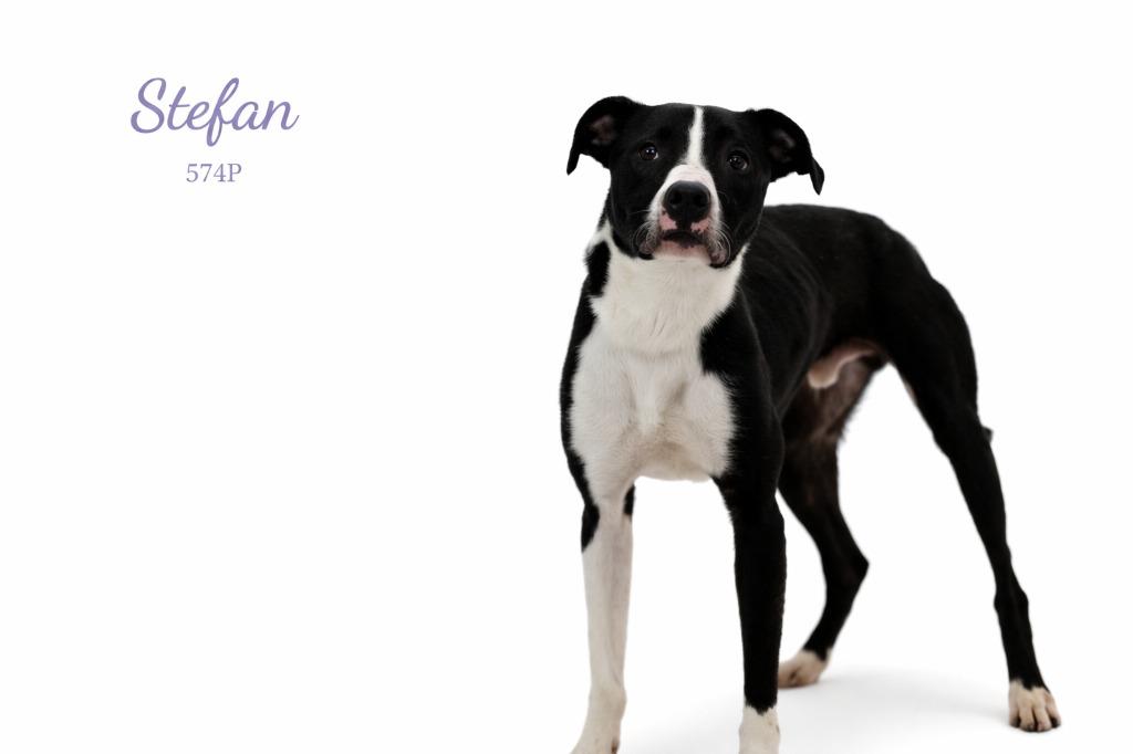 Enlarge Stefan, a Adoptable Labrador Retriever in Bossier City, LA image 4/4