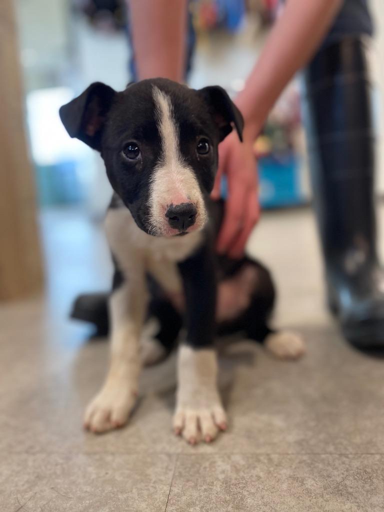 Stefan, a Adoptable Labrador Retriever in Bossier City, LA image 4/4