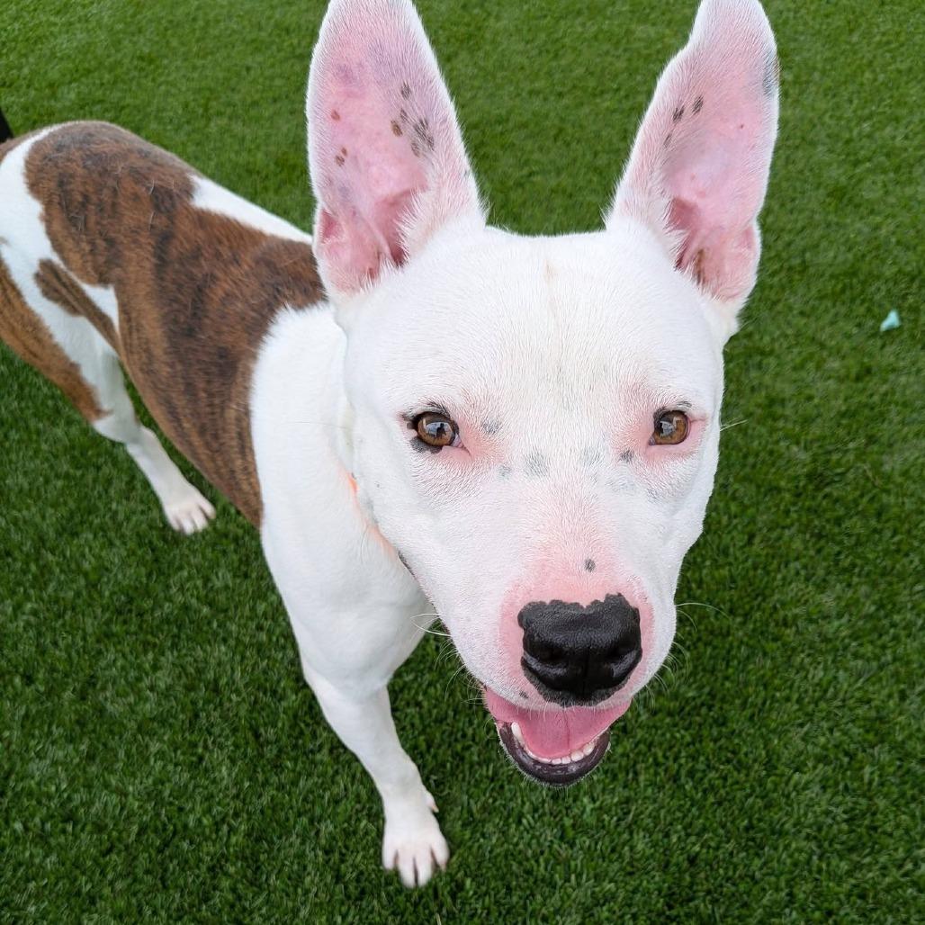 Enlarge Juniper, a Adoptable mixed breed in Binghamton, NY image 1/6