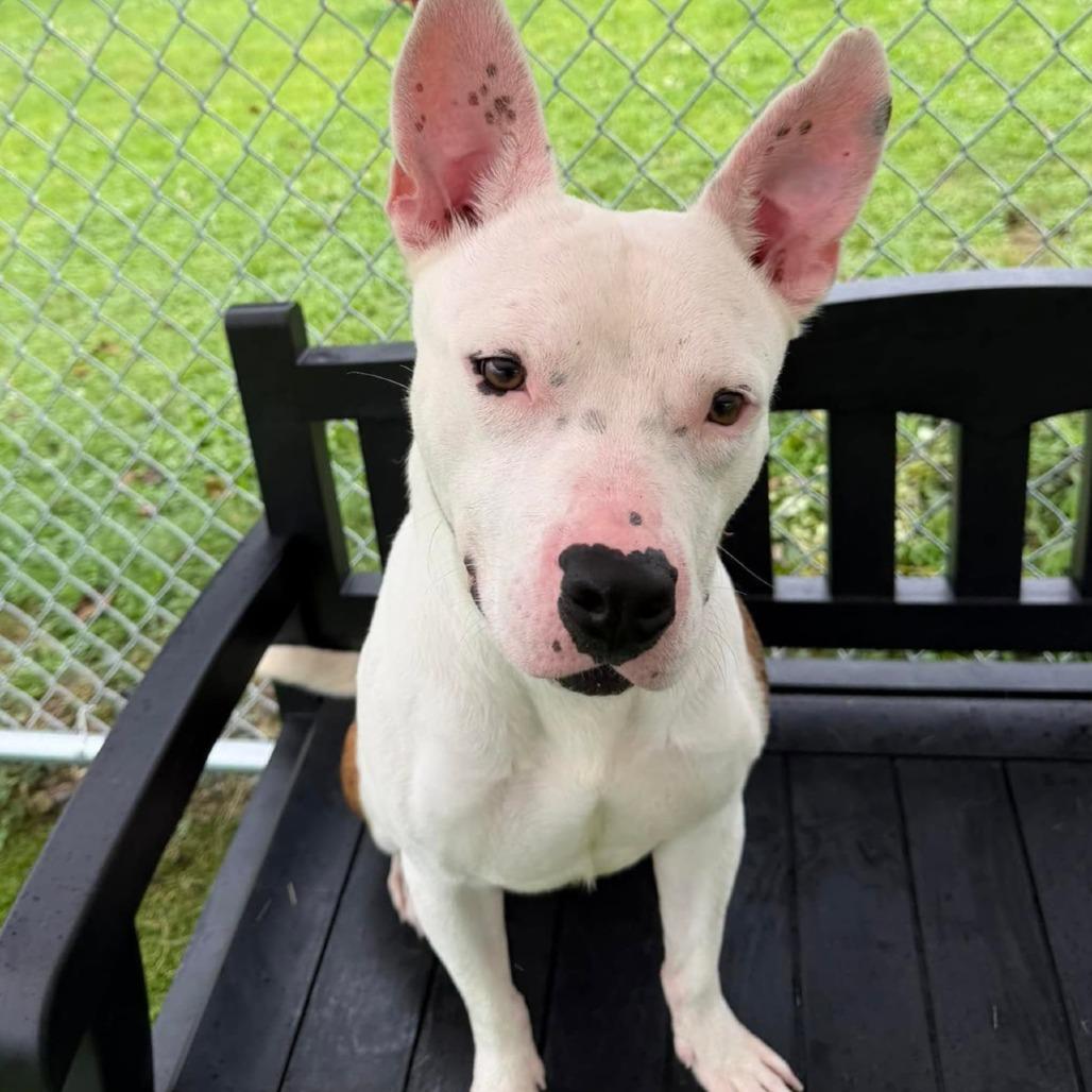 Enlarge Juniper, a Adoptable mixed breed in Binghamton, NY image 2/6