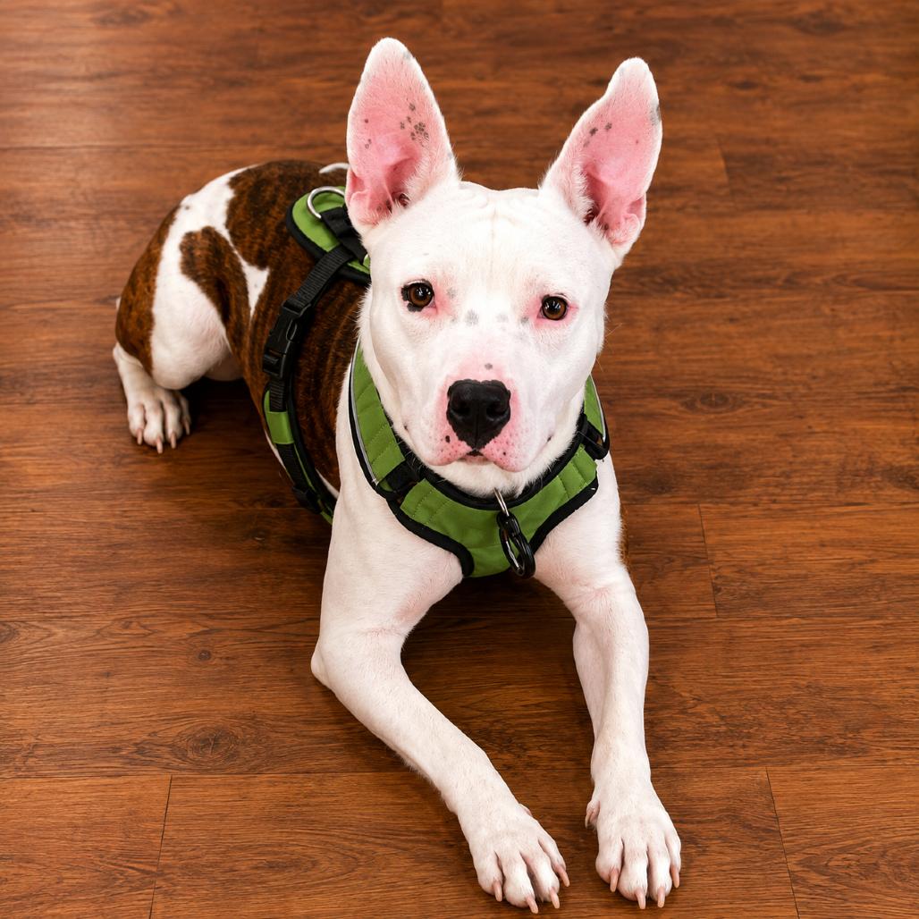 Enlarge Juniper, a Adoptable mixed breed in Binghamton, NY image 3/6