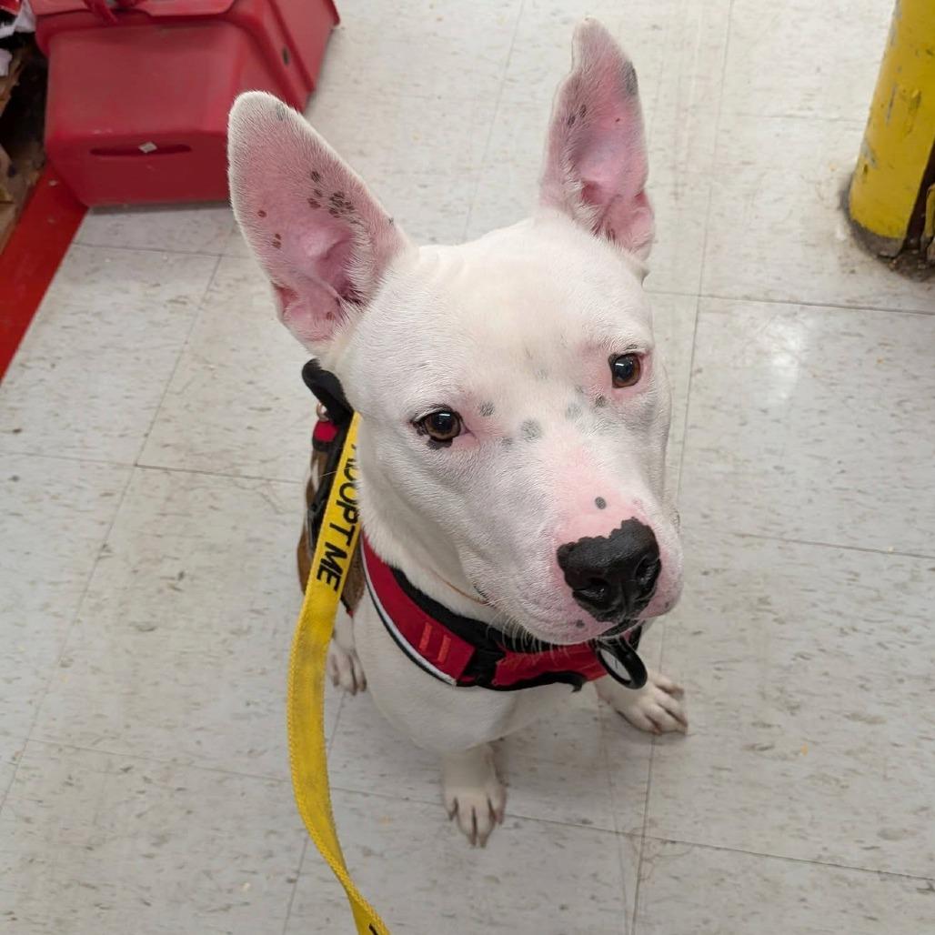 Enlarge Juniper, a Adoptable mixed breed in Binghamton, NY image 4/6
