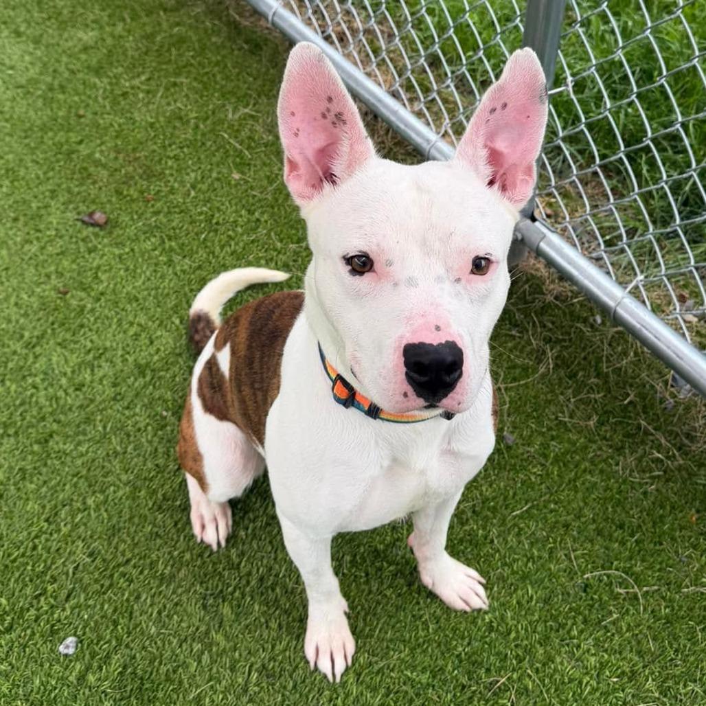 Enlarge Juniper, a Adoptable mixed breed in Binghamton, NY image 5/6