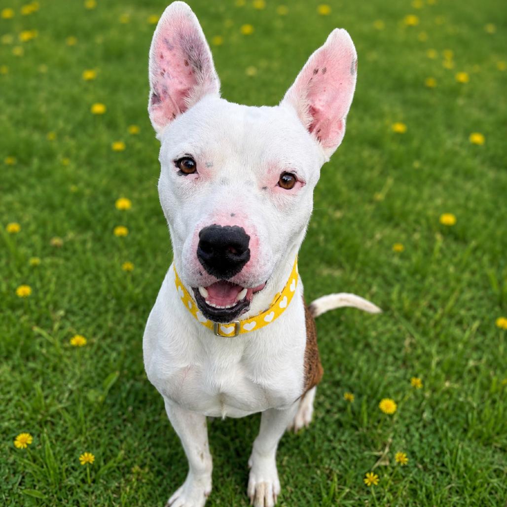 Enlarge Juniper, a Adoptable mixed breed in Binghamton, NY image 6/6