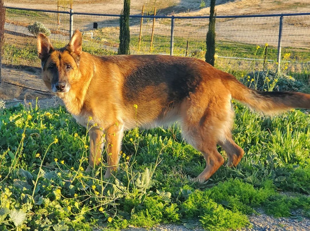 Enlarge Molly, a Adoptable German Shepherd Dog in Temecula, CA image 3/5