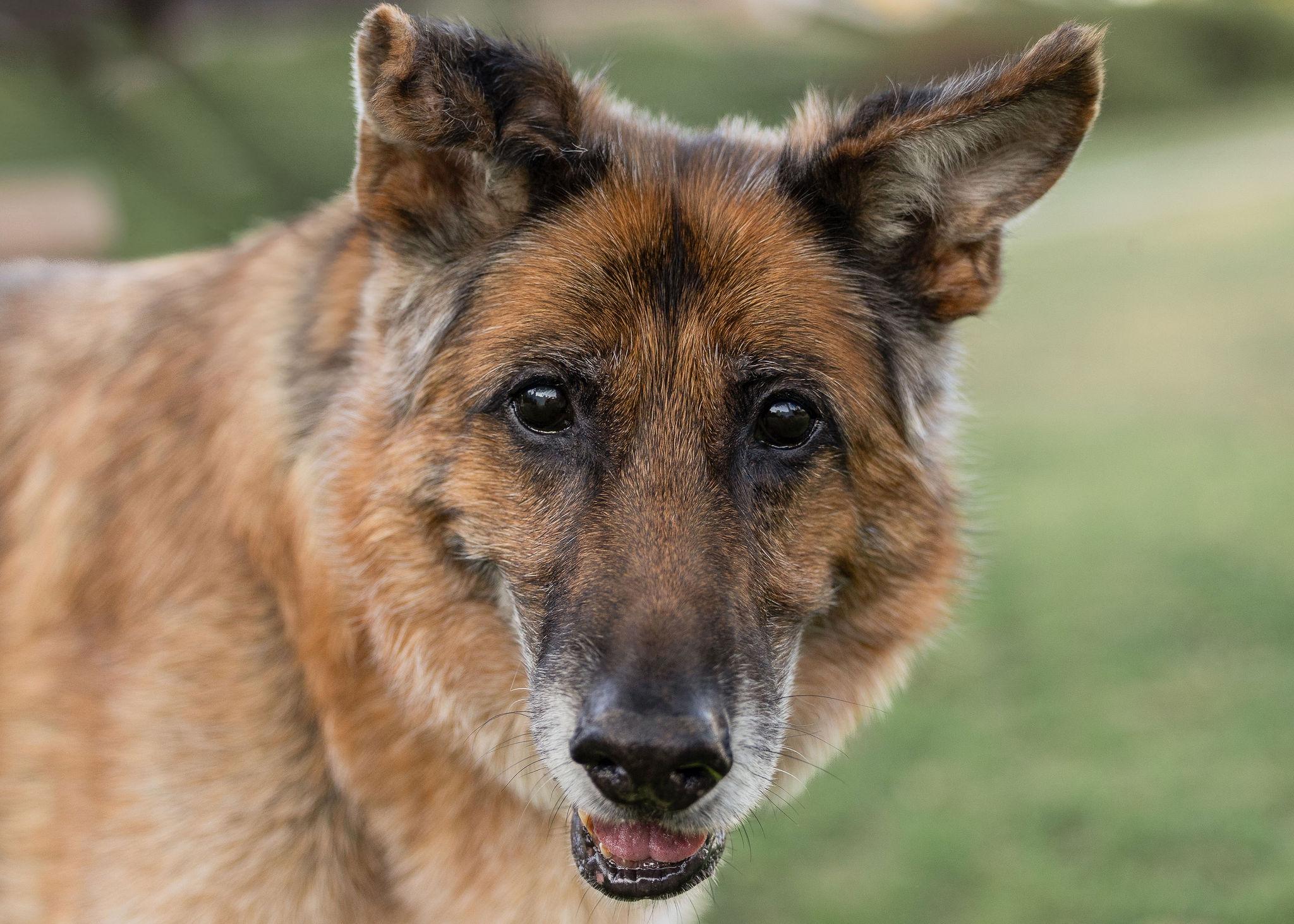 Molly, Adoptable, Senior Female German Shepherd Dog.