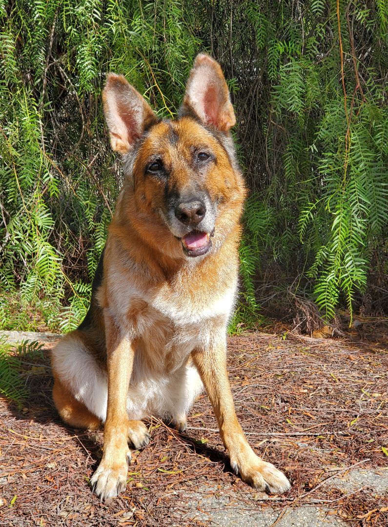 Enlarge Molly, a Adoptable German Shepherd Dog in Temecula, CA image 4/5