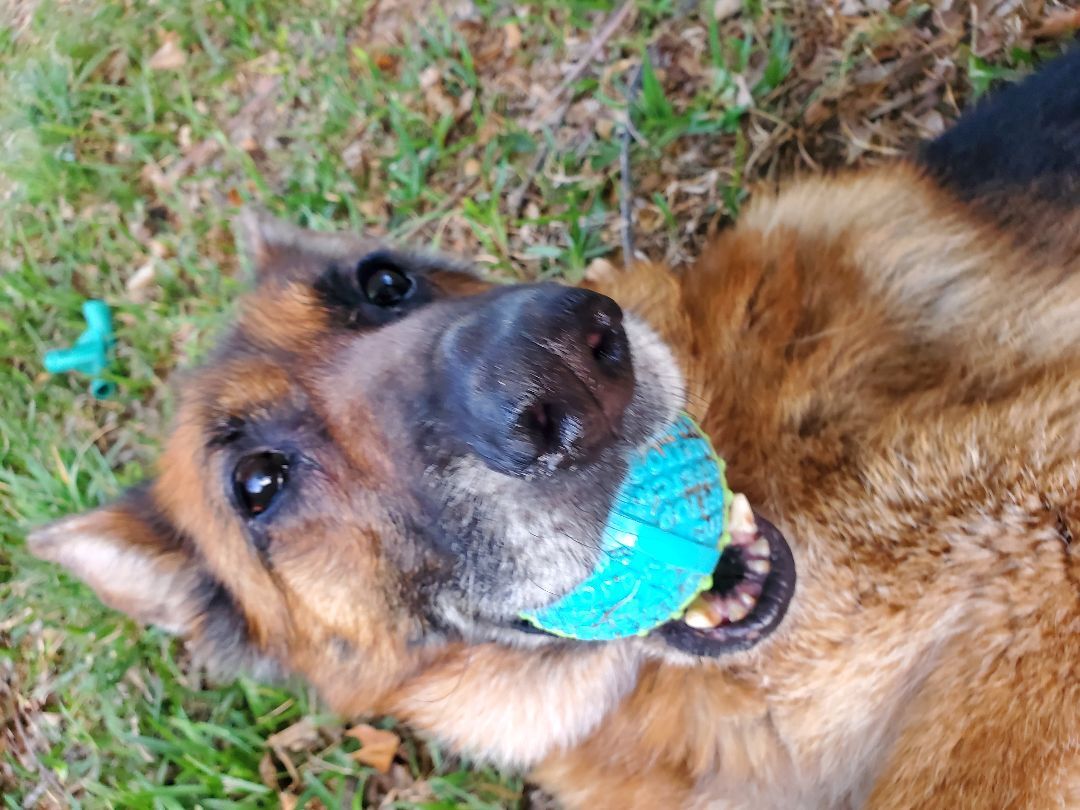 Enlarge Molly, a Adoptable German Shepherd Dog in Temecula, CA image 2/5