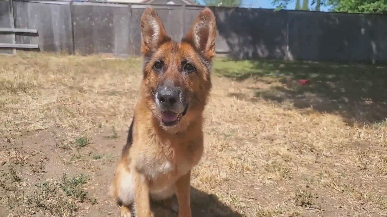 Enlarge Molly, a Adoptable German Shepherd Dog in Temecula, CA video 5/5