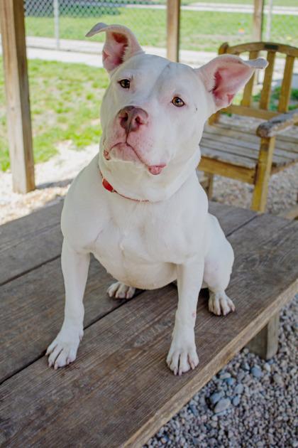 Willa, Adoptable, Adult Female Mixed Breed & Mixed Breed.
