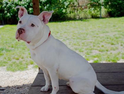 Willa, a Adoptable Mixed Breed in West Chester, PA image 2/3