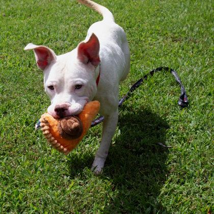 Willa, a Adoptable Mixed Breed in West Chester, PA image 3/3