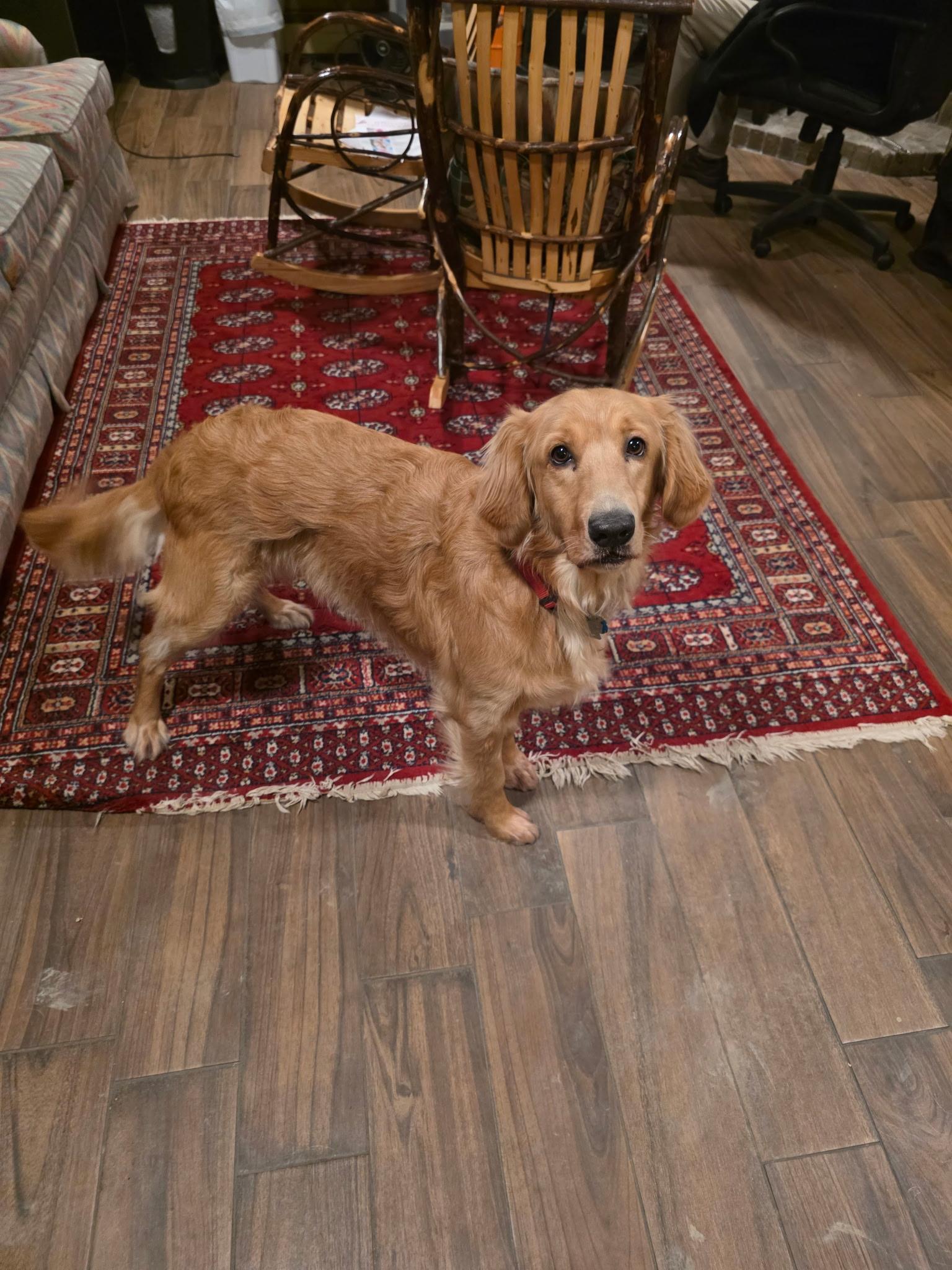Enlarge Colton James, an adopted Golden Retriever in Elyria, OH image 1/4