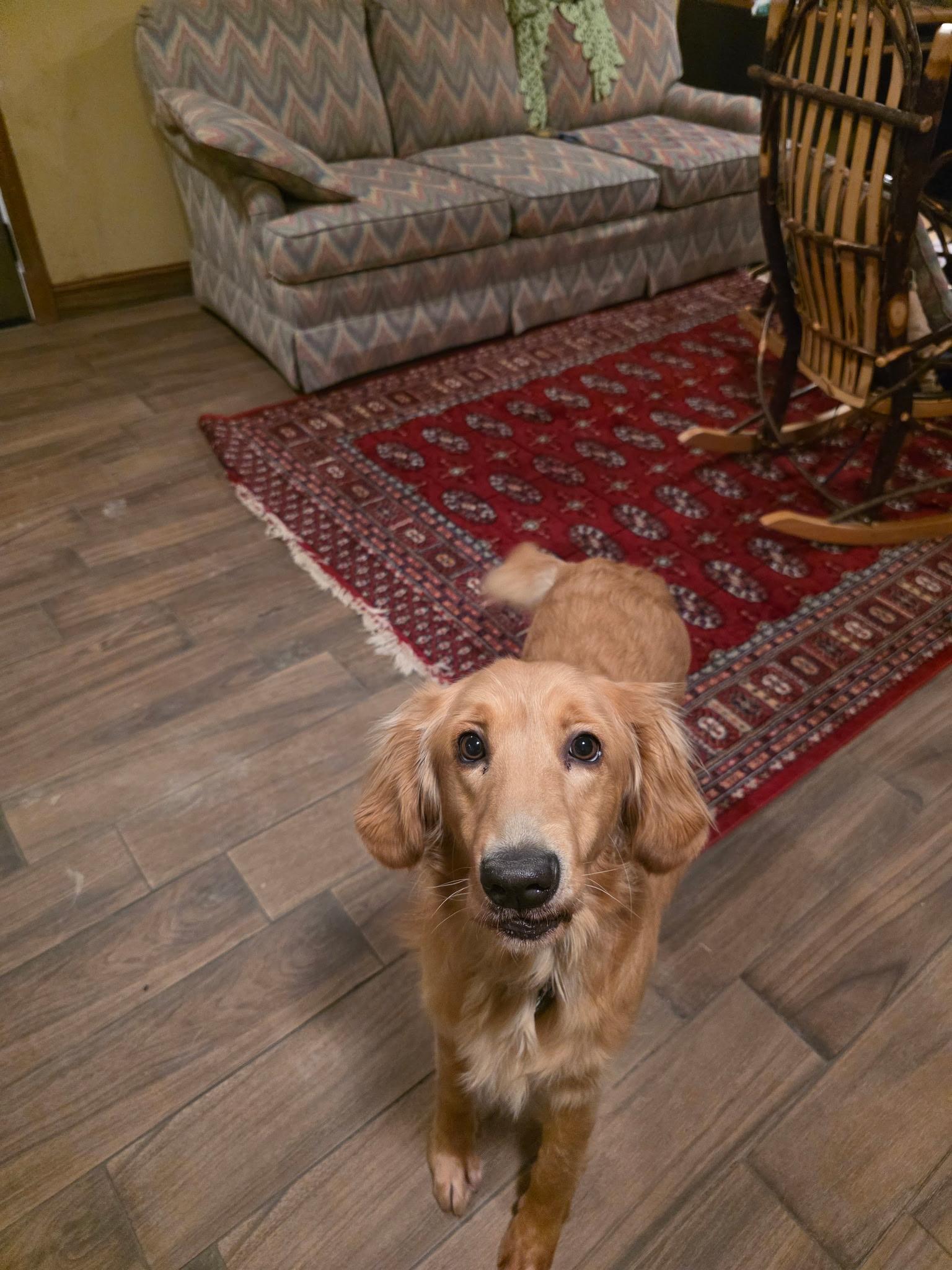 Enlarge Colton James, an adopted Golden Retriever in Elyria, OH image 3/4