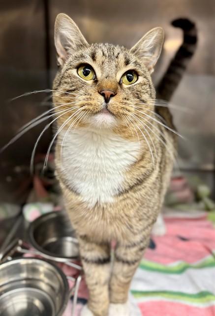 ASHER, Adoptable, Young Male Domestic Short Hair.