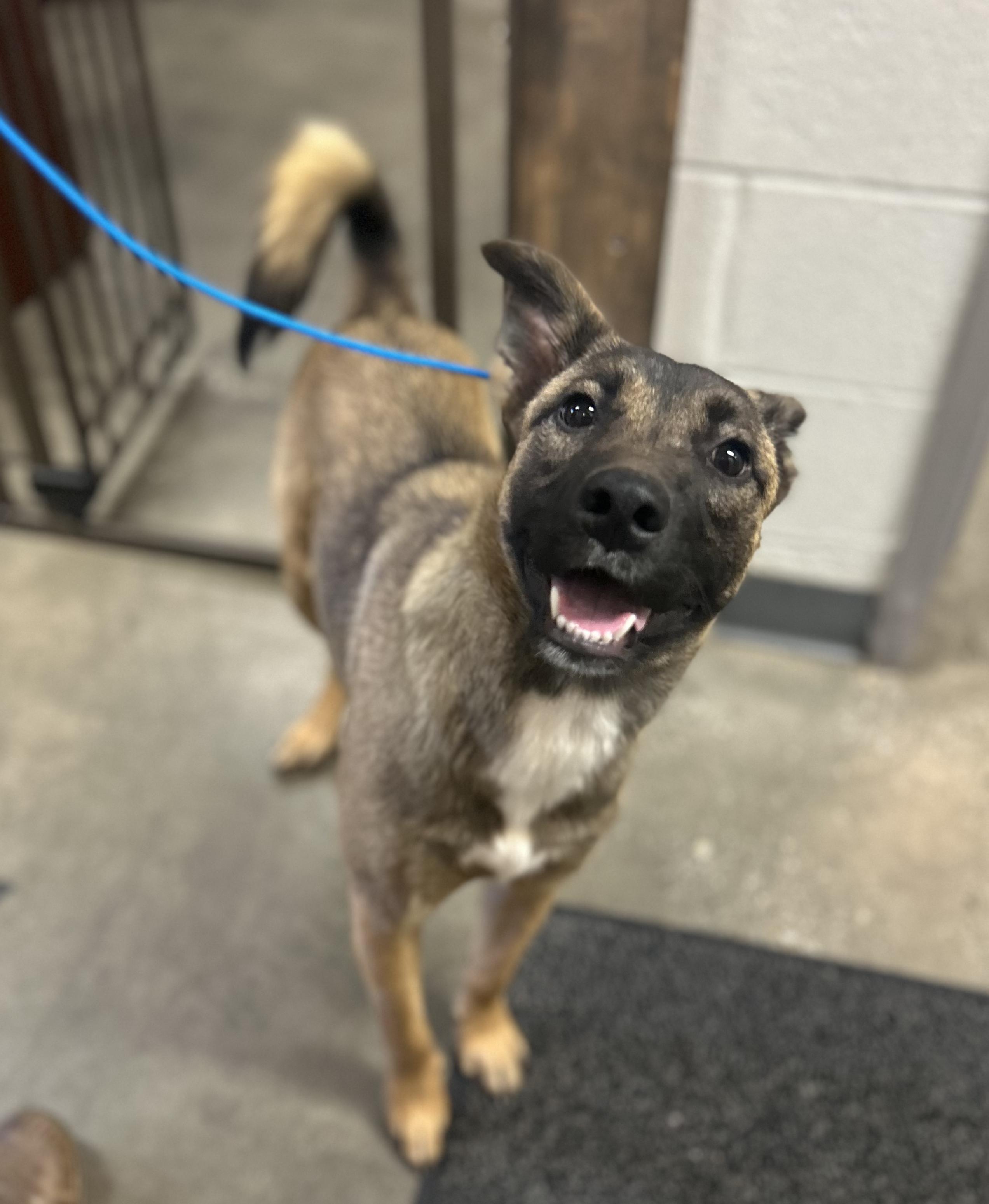 Kit-Kat- Perfect Size Pal