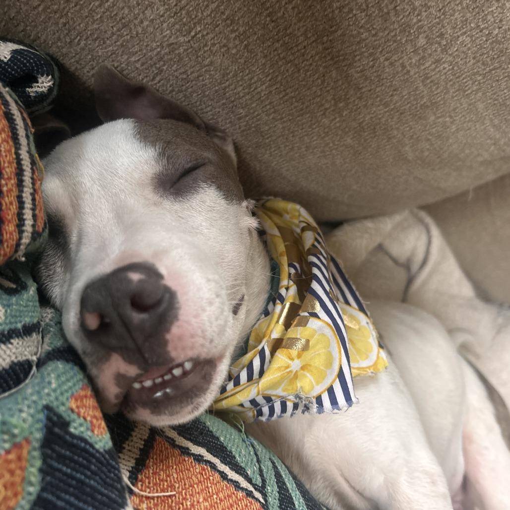 Carlton Banks, Adoptable, Puppy Male Pit Bull Terrier & Mixed Breed.