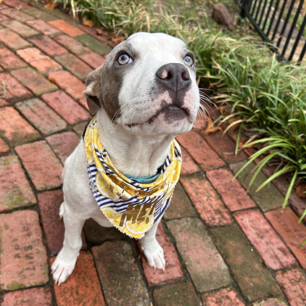 Enlarge Carlton Banks, a Adoptable mixed breed in Fayetteville, AR image 2/6