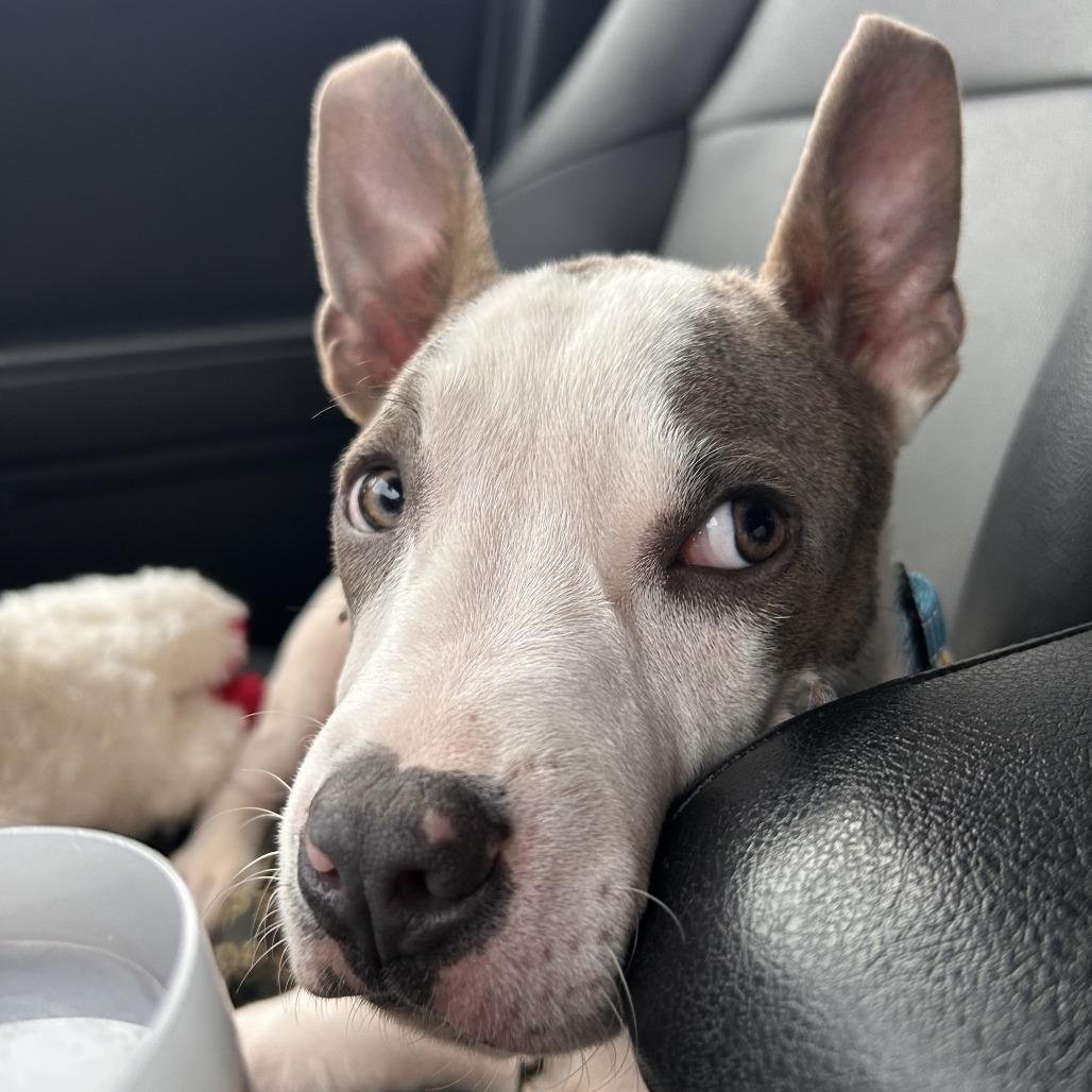Enlarge Carlton Banks, a Adoptable mixed breed in Fayetteville, AR image 3/6