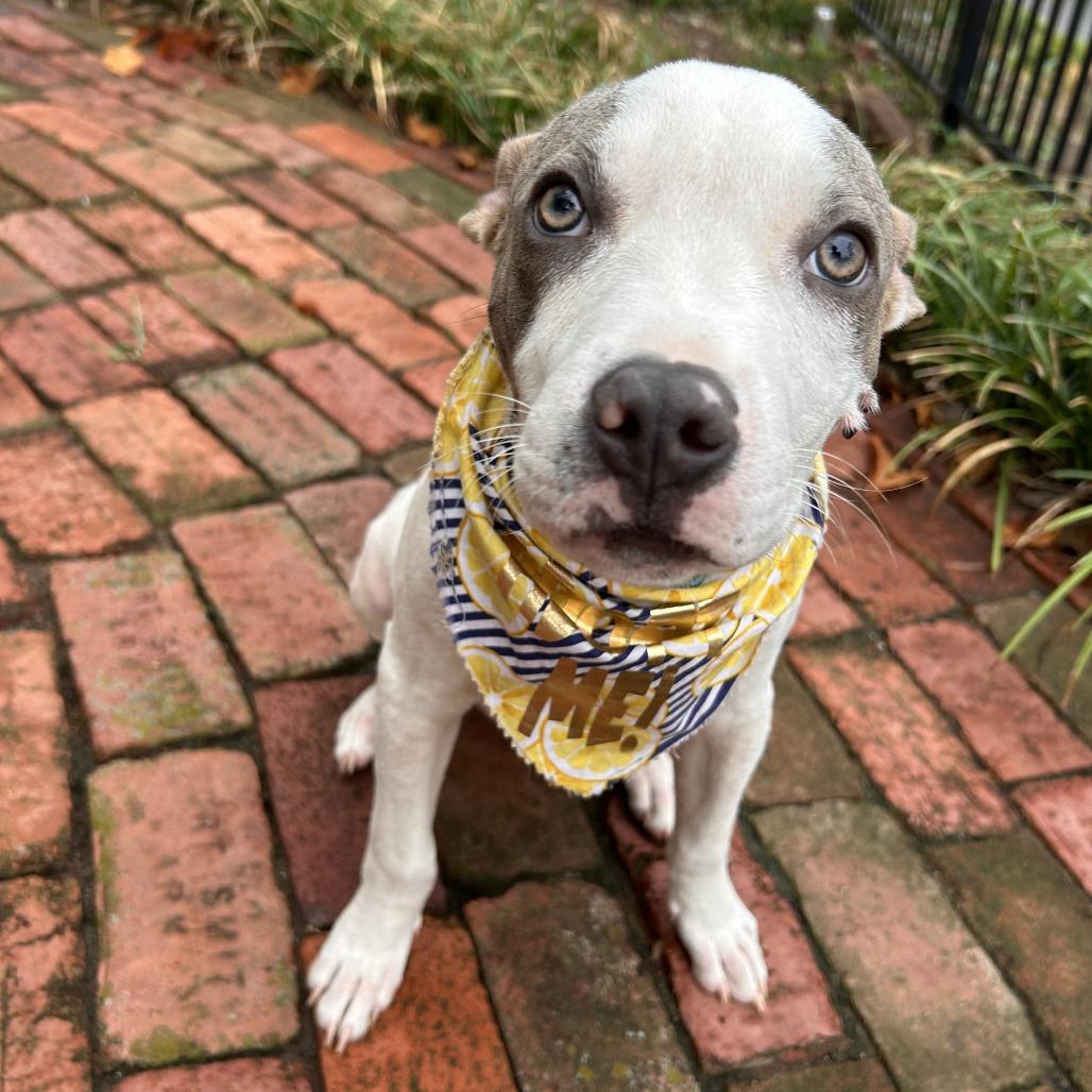 Enlarge Carlton Banks, a Adoptable mixed breed in Fayetteville, AR image 4/6