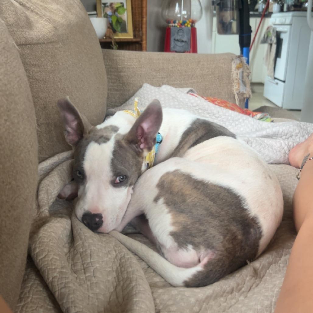 Enlarge Carlton Banks, a Adoptable mixed breed in Fayetteville, AR image 5/6