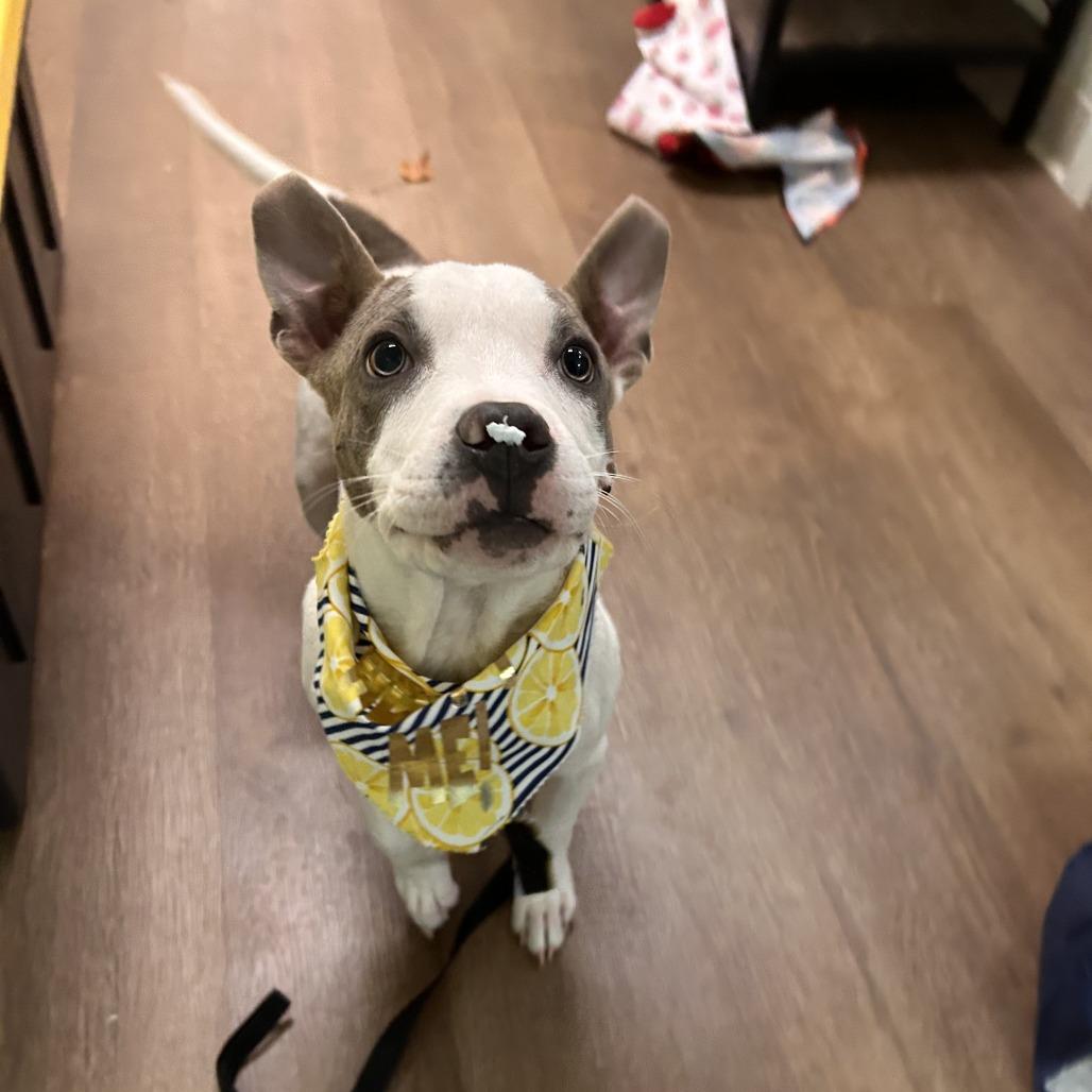 Enlarge Carlton Banks, a Adoptable mixed breed in Fayetteville, AR image 6/6