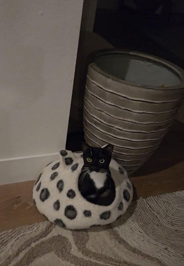 Enlarge Benji, a Adoptable Domestic Short Hair in Tampa, FL image 1/3