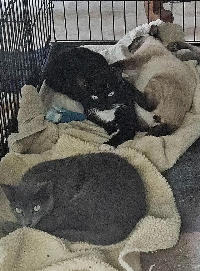 Enlarge Benji, a Adoptable Domestic Short Hair in Tampa, FL image 2/3