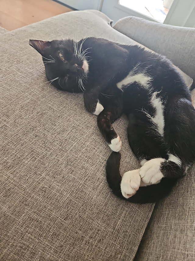 Enlarge Benji, a Adoptable Domestic Short Hair in Tampa, FL image 3/3