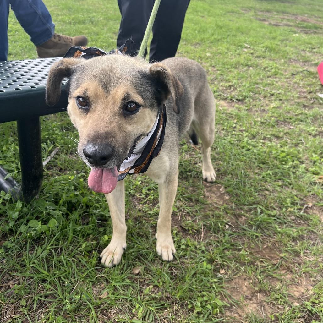 Blackjack, Adoptable, Adult Male Shepherd.