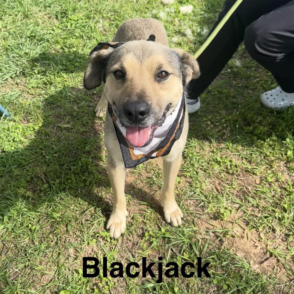 Blackjack, a Adoptable Shepherd in Palestine, TX image 2/2