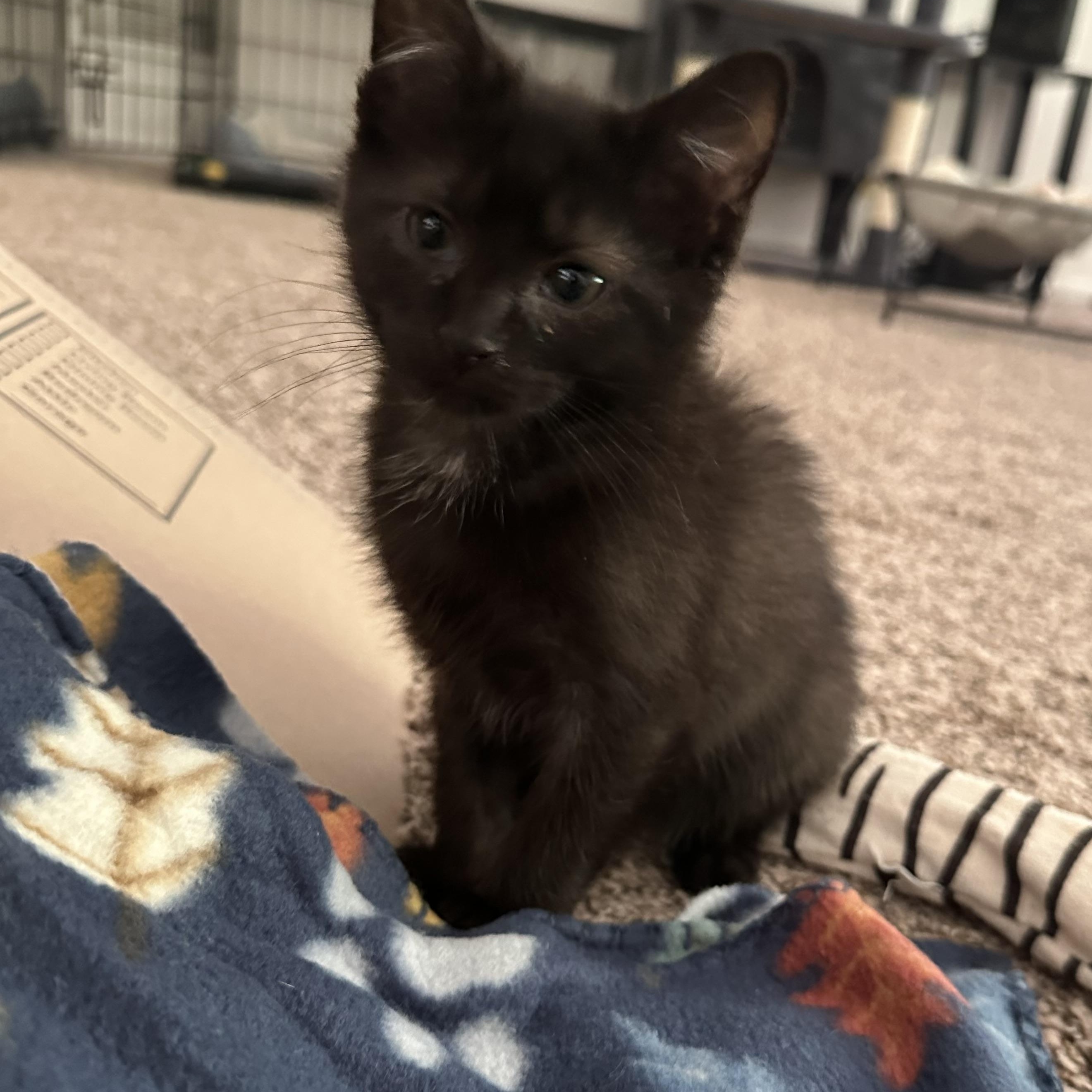 Echo, Adoptable, Kitten Male American Shorthair.