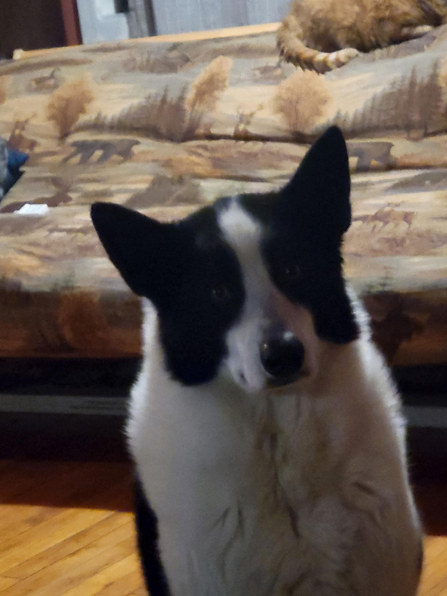 Hoshi, a Adoptable Karelian Bear Dog in Brainerd, MN image 2/6
