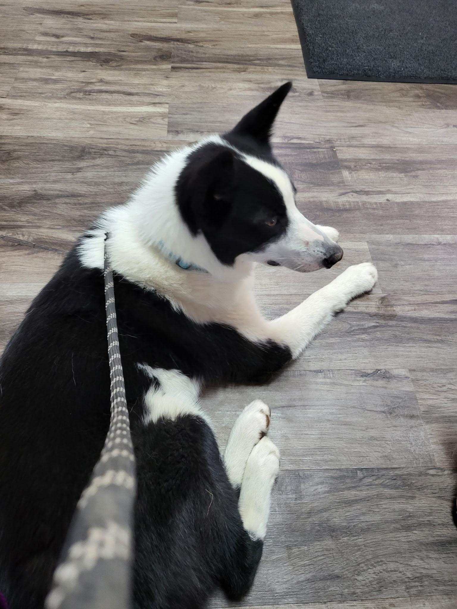 Hoshi, a Adoptable Karelian Bear Dog in Brainerd, MN image 3/6