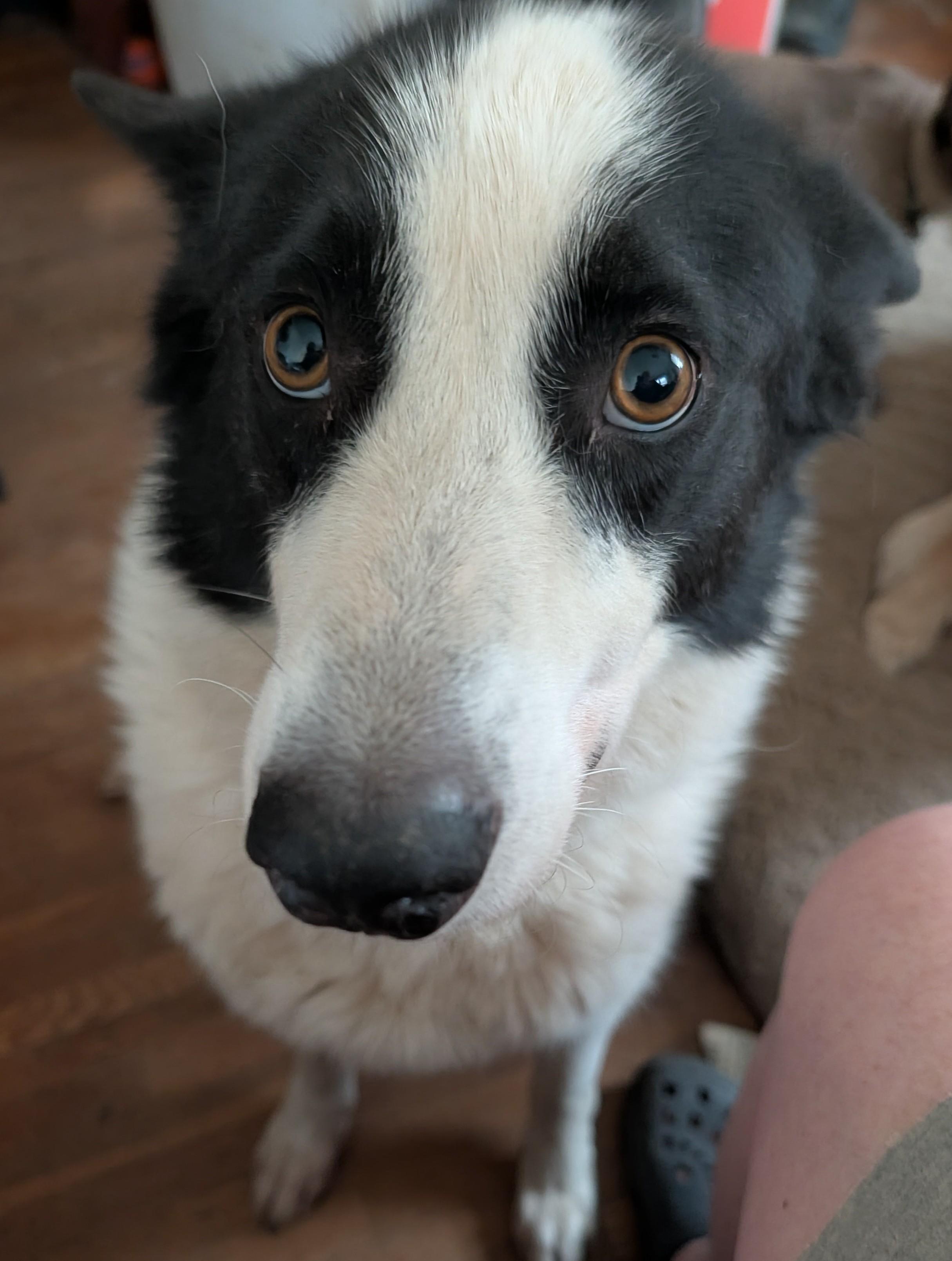 Hoshi, a Adoptable Karelian Bear Dog in Brainerd, MN image 4/6