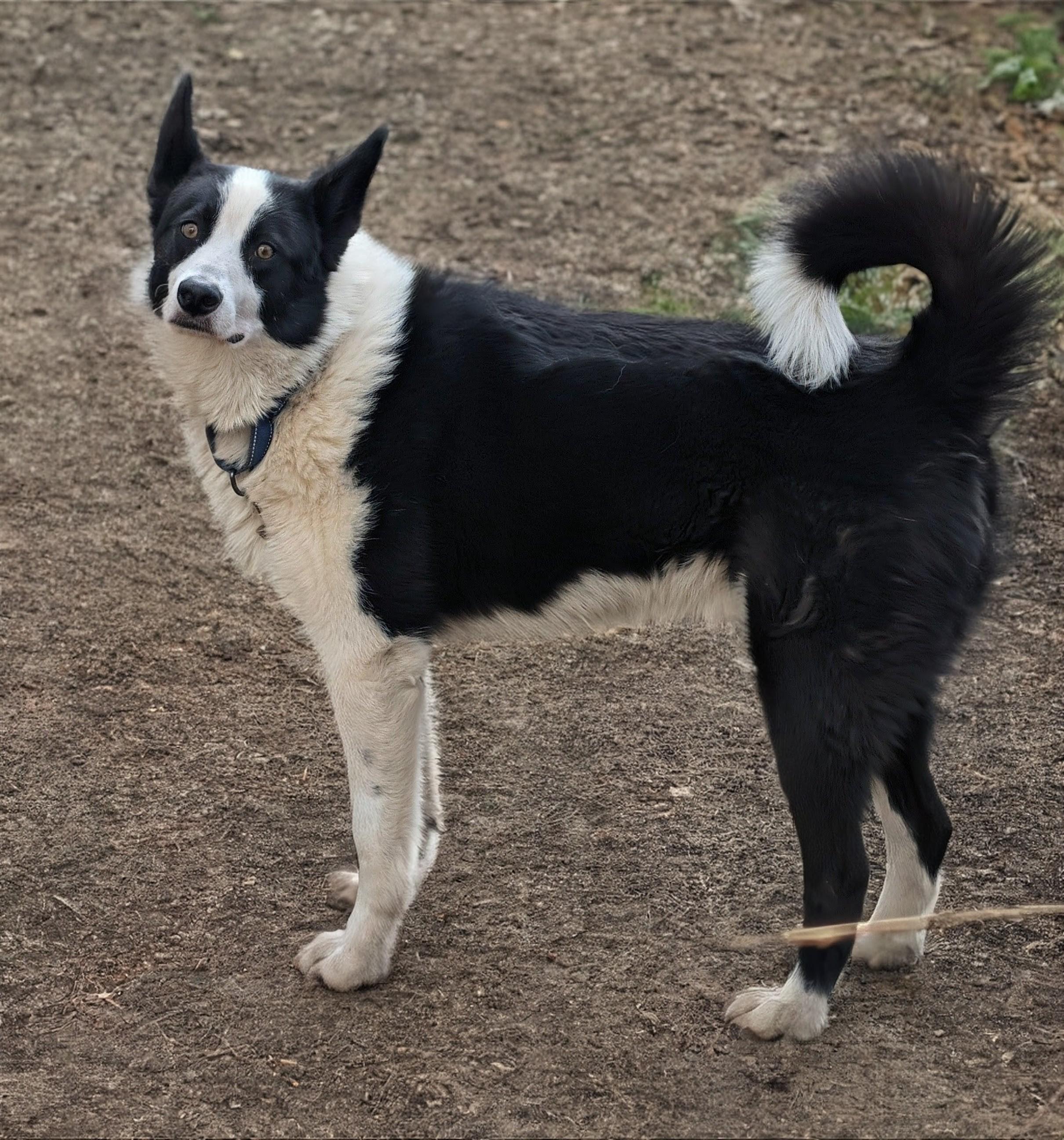 Hoshi, a Adoptable Karelian Bear Dog in Brainerd, MN image 1/6