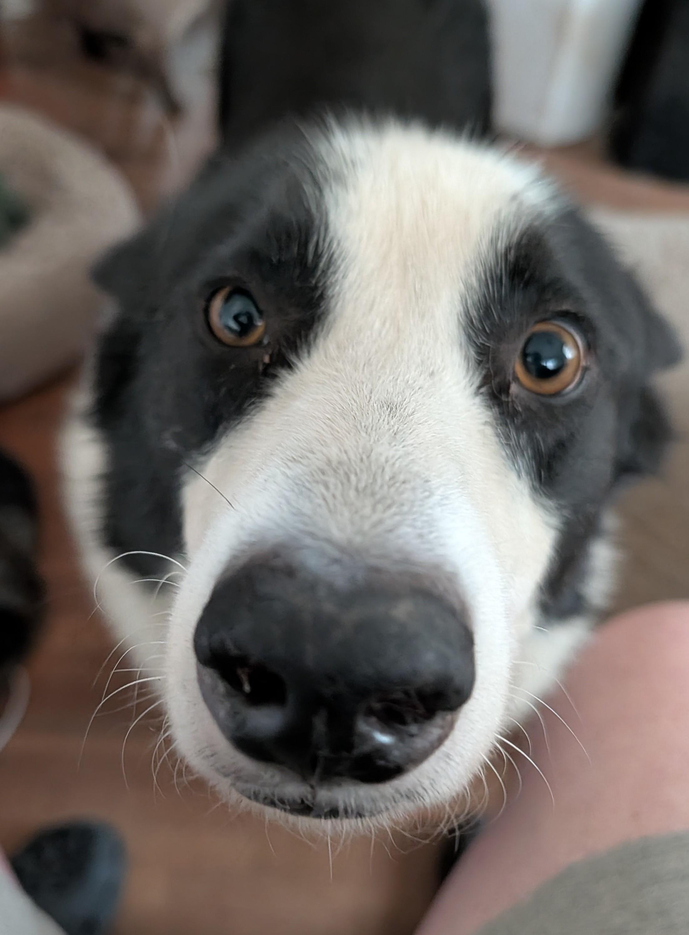 Hoshi, a Adoptable Karelian Bear Dog in Brainerd, MN image 5/6