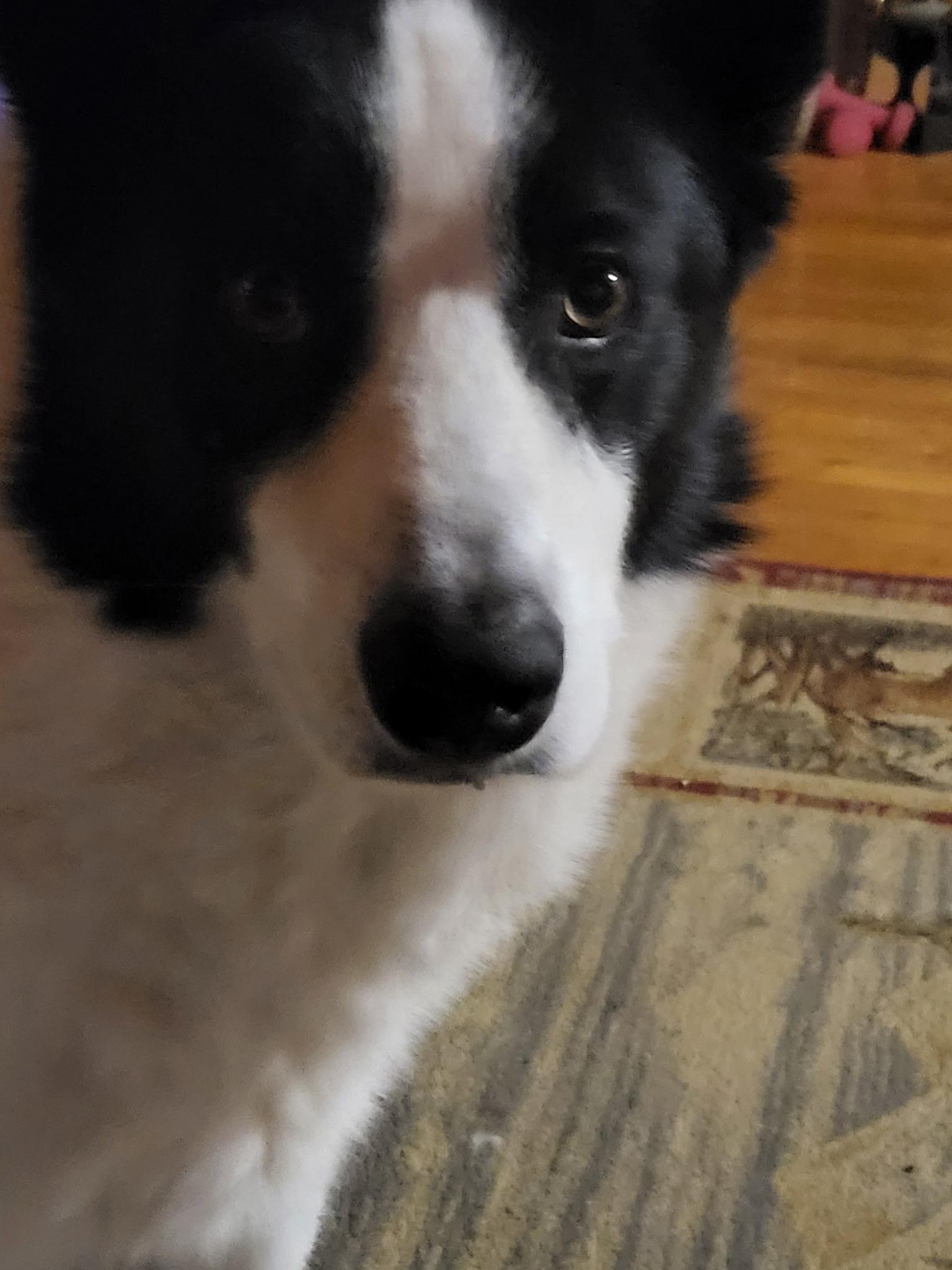 Hoshi, a Adoptable Karelian Bear Dog in Brainerd, MN image 6/6