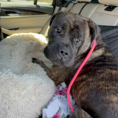 Gretchen, Adoptable, Adult Female Cane Corso & Mastiff.