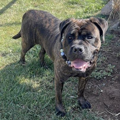 Enlarge Gretchen, a Adoptable mixed breed in Turlock, CA image 2/6