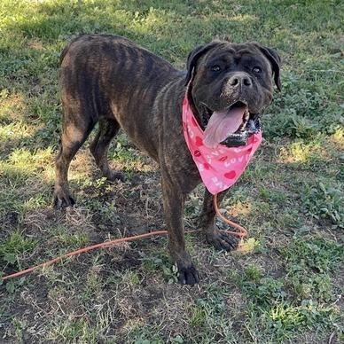 Enlarge Gretchen, a Adoptable mixed breed in Turlock, CA image 3/6