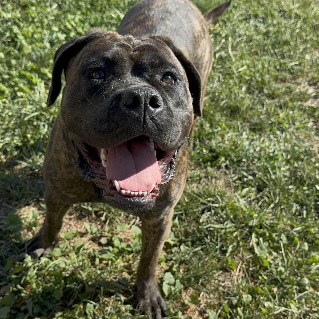 Enlarge Gretchen, a Adoptable mixed breed in Turlock, CA image 4/6