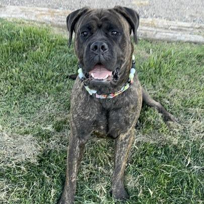 Enlarge Gretchen, a Adoptable mixed breed in Turlock, CA image 5/6