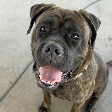 Enlarge Gretchen, a Adoptable mixed breed in Turlock, CA image 6/6