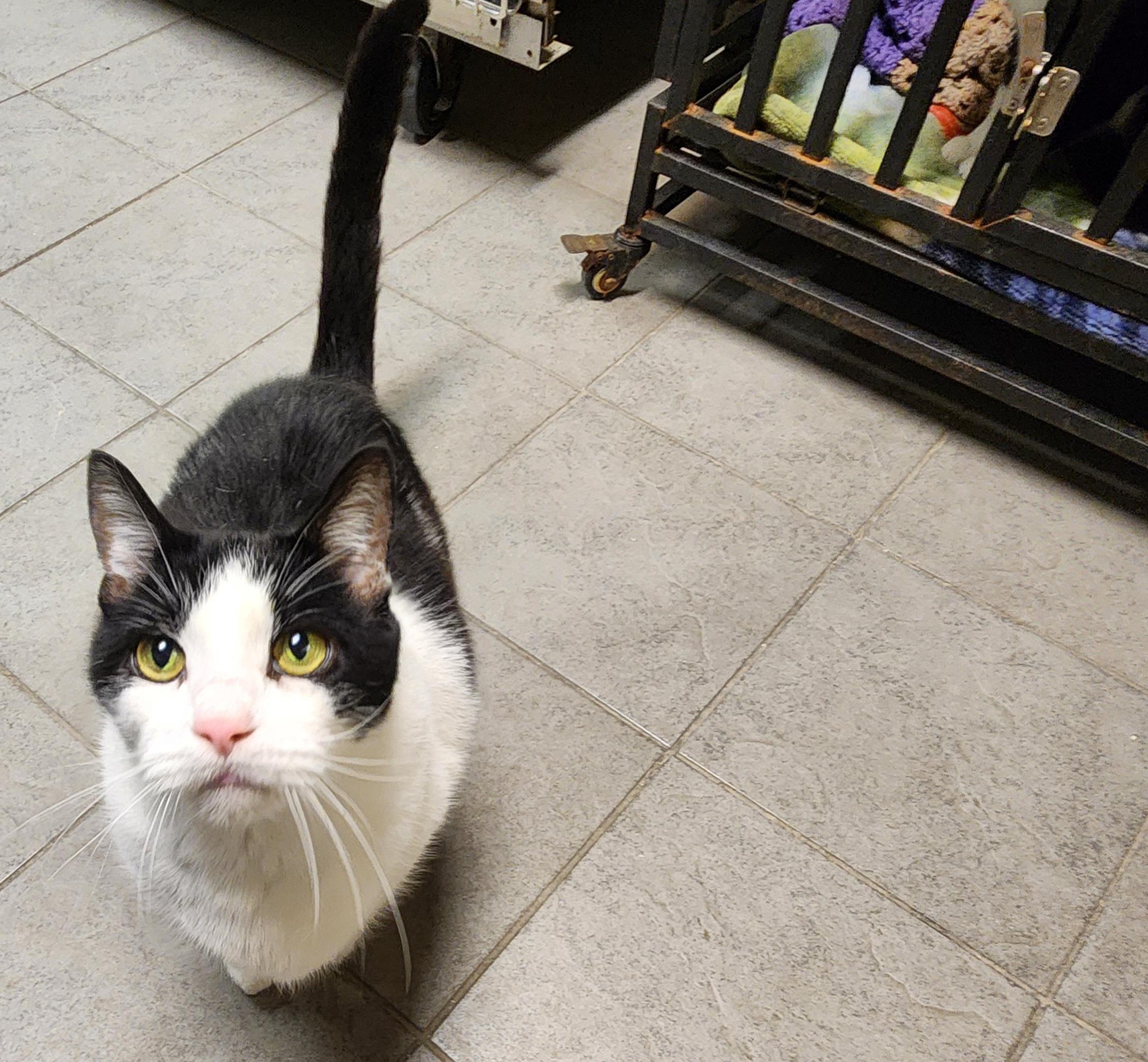 Munchkin, Adoptable, Senior Male Domestic Short Hair.