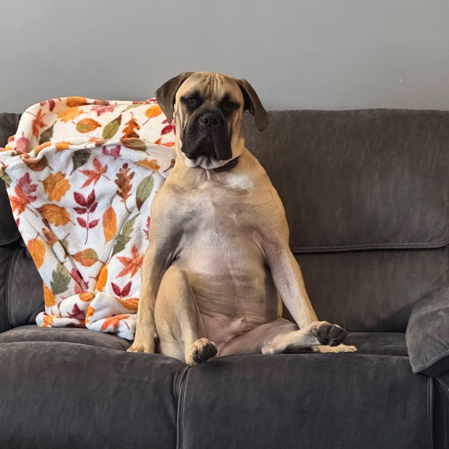 Enlarge Odin, a Adoptable mixed breed in Buffalo, NY image 2/5