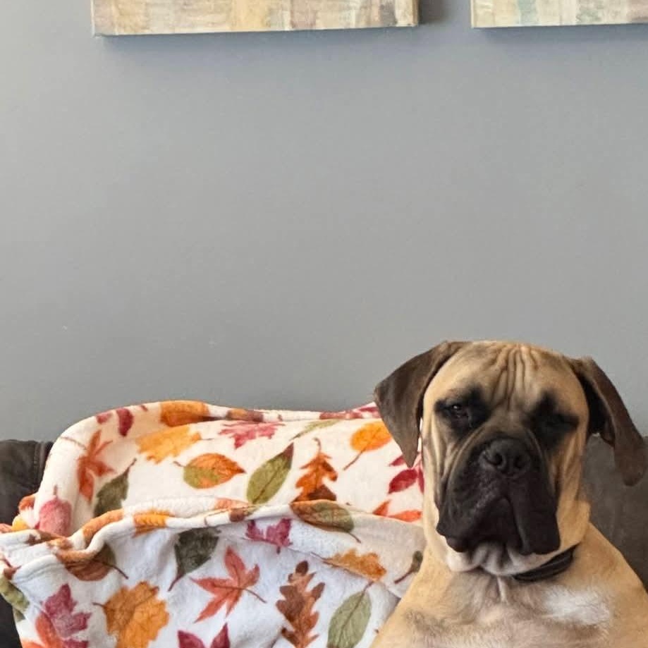 Odin, a ADOPTABLE mixed breed in Buffalo, NY image 2/5