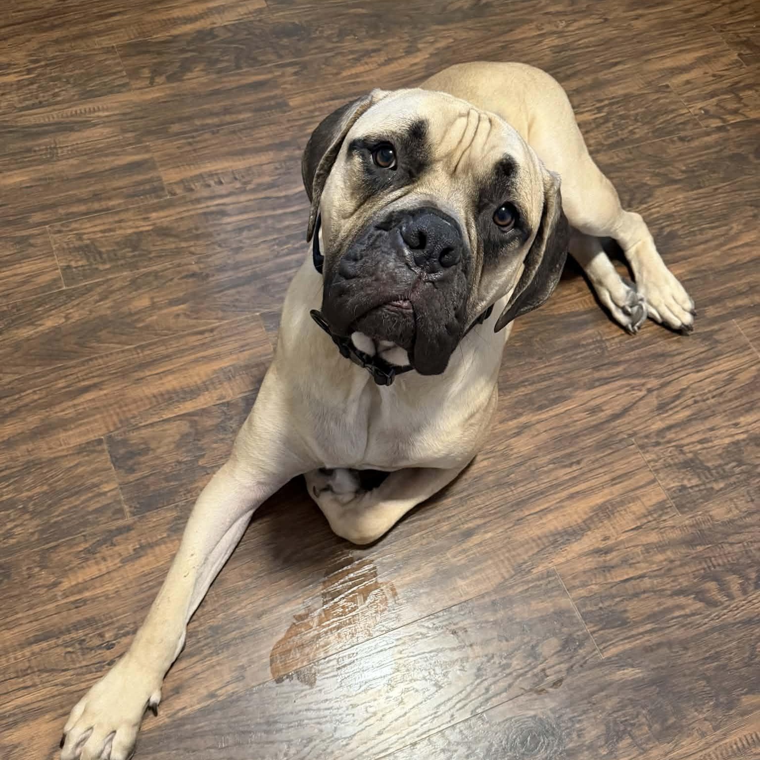 Odin, a ADOPTABLE mixed breed in Buffalo, NY image 3/5