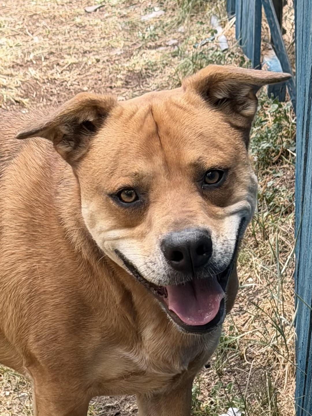 Finn, Adoptable, Young Male Boxer.